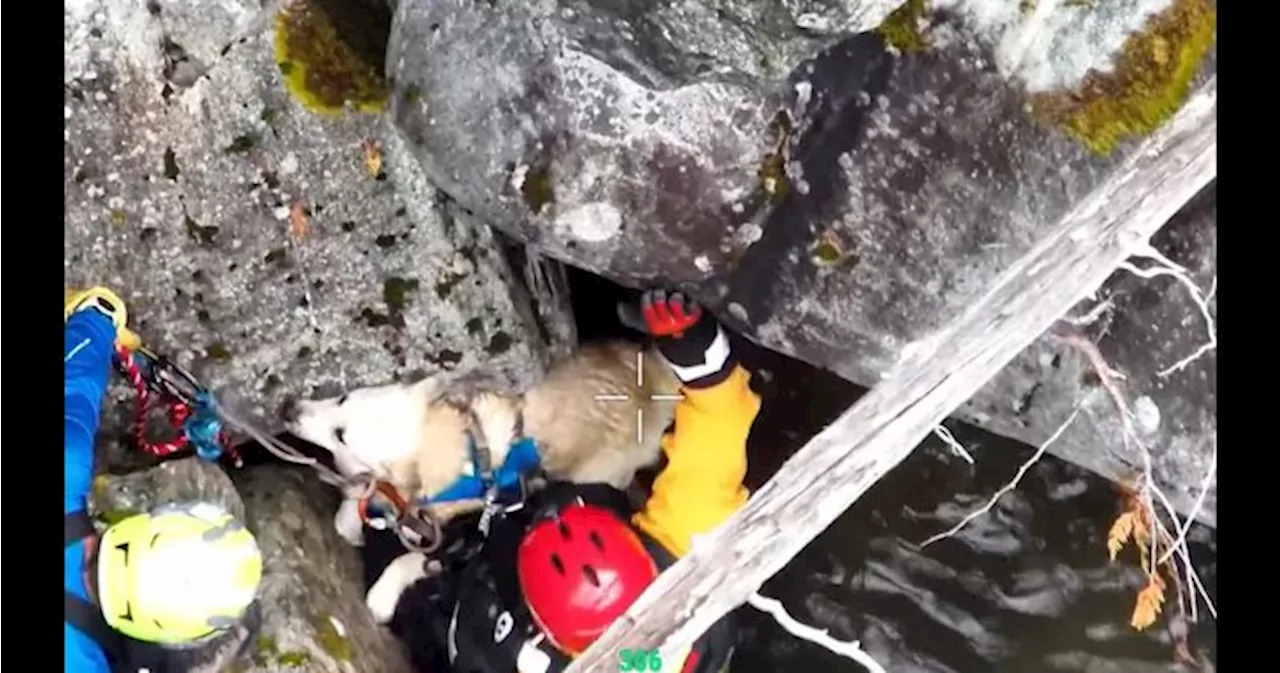 Squamish Search and Rescue request helicopter to rescue dog, but were first told ‘no’