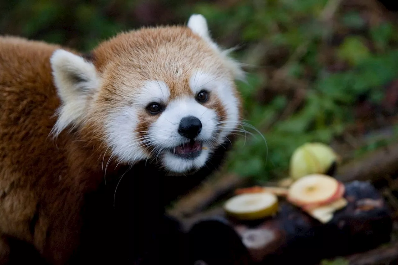 Geriatric red panda Sakura dies at Toronto Zoo months after giving birth to cubs