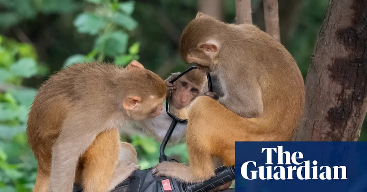 Week in wildlife in pictures: ‘vain’ monkeys, a puffling fling and Jane Goodall with an owl