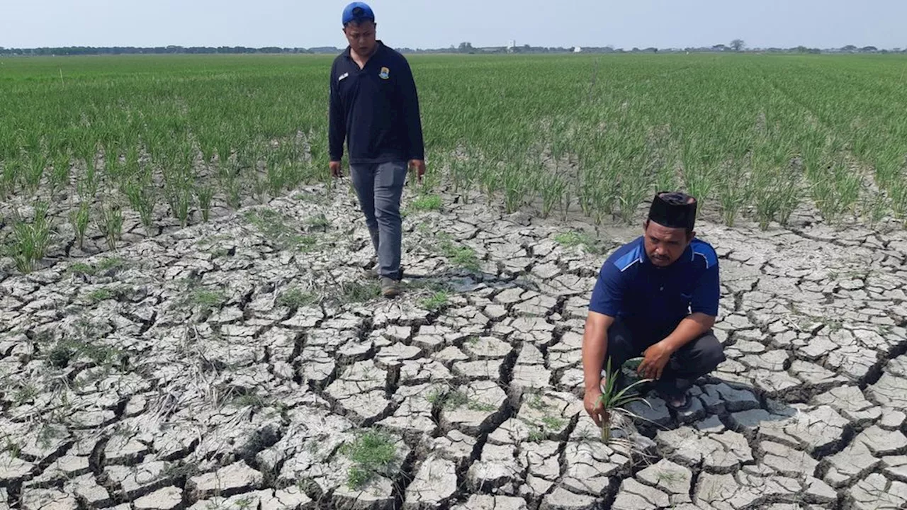 Kekeringan, Ratusan Hektar Sawah di Cirebon dan Indramayu Terancam Gagal Panen