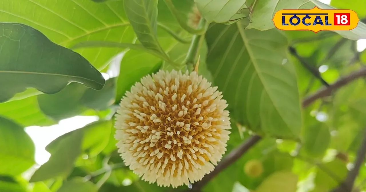 खाने में शामिल करें यह चटाखेदार चटनी, आंख, कान से लेकर लीवर तक को कर देगी टनाटन; घर पर ऐसे करें तैयार