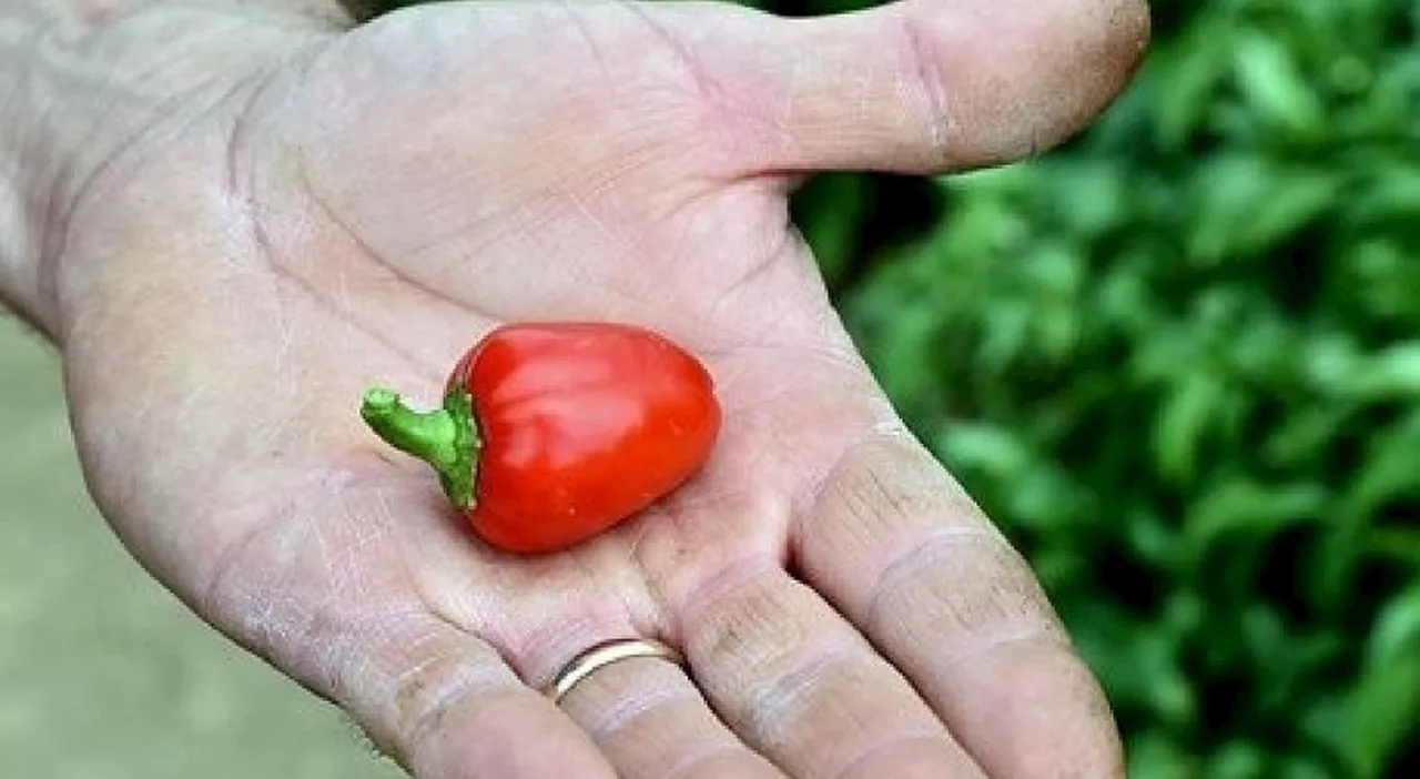 È come una piccola pigna: ecco il peperoncino sabino