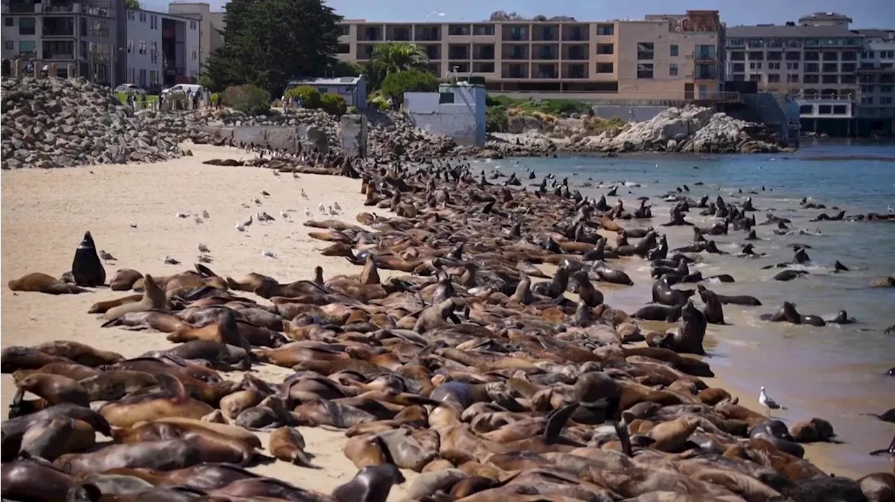 Invasión de leones marinos en una playa de California