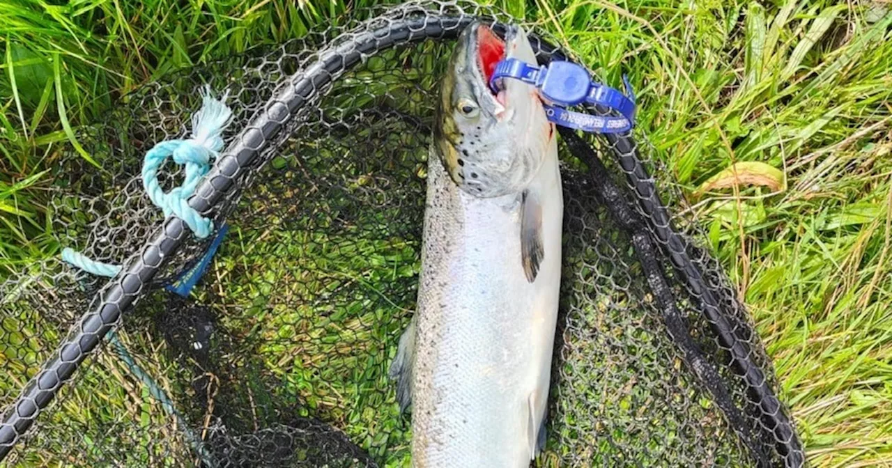 Escaped salmon spread to more rivers in the west of Ireland