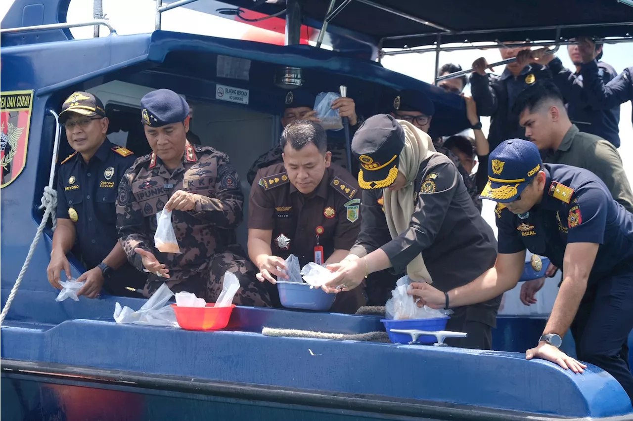 Bea Cukai Batam Gagalkan Penyelundupan 795.500 Ekor Benih Lobster, Begini Kronologinya