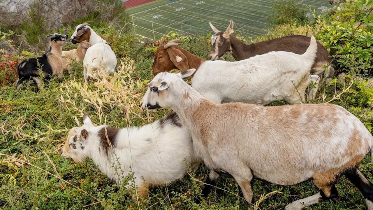 Who needs a mower? Stadium High School enlists goats as temporary landscapers