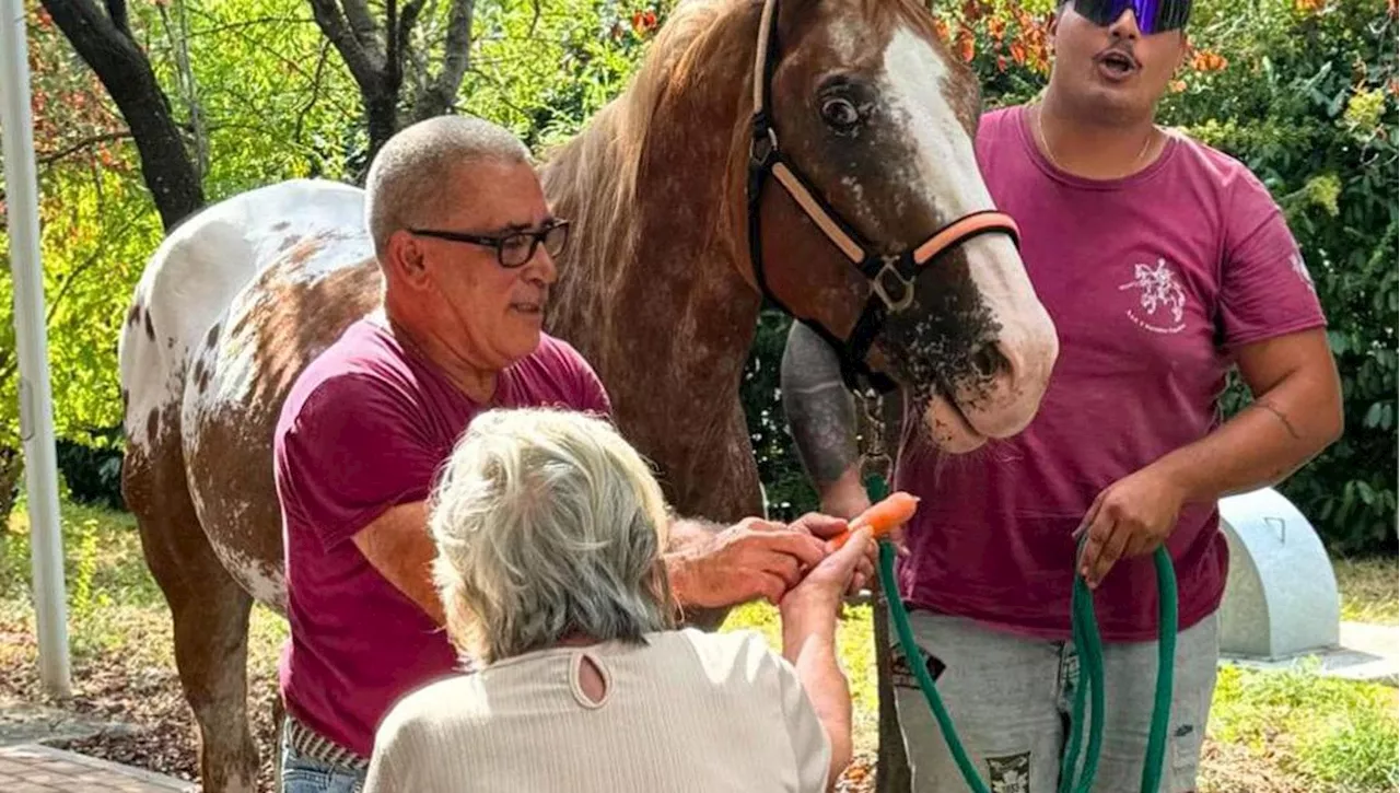 Ice e l’ultimo sogno di Aurora: 80enne ricoverata in hospice a Prato incontra e accudisce un cavallo