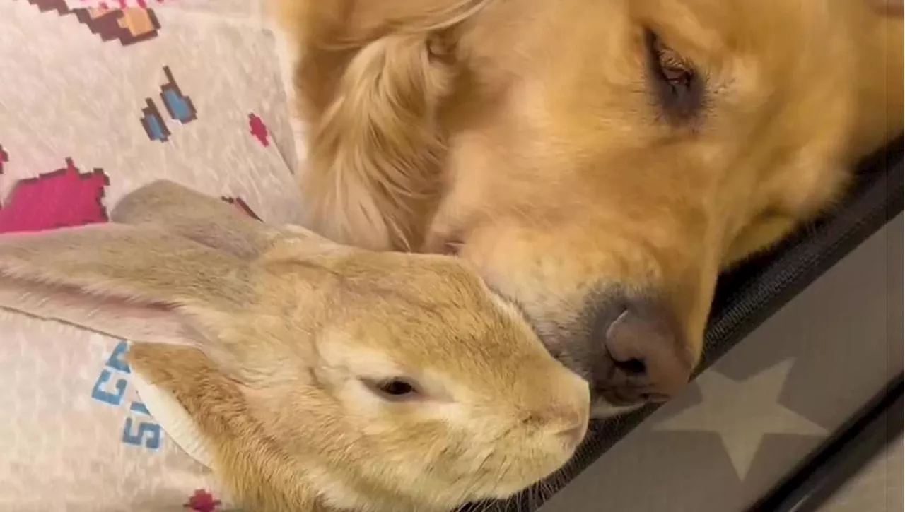 Il cane Chico ha adottato un coniglio e lo tratta come se fosse il suo cucciolo