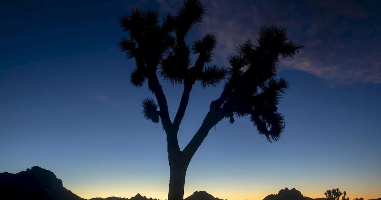 Very thirsty bees close down parts of Joshua Tree National Park