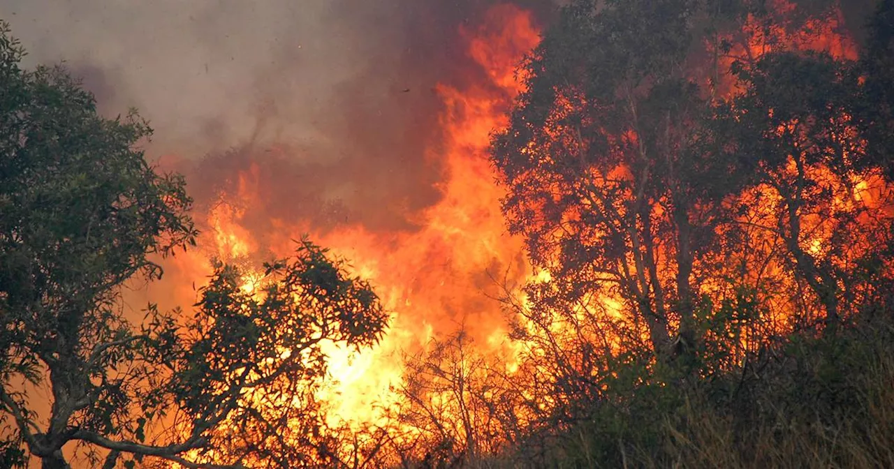 Alerte rouge aux feux de forêt samedi dans les Pyrénées-Orientales