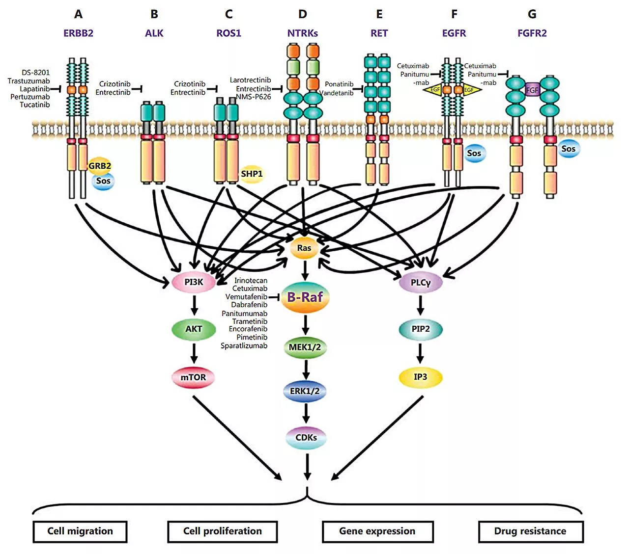 Advances in detecting and treating rare genetic variants of colorectal cancer