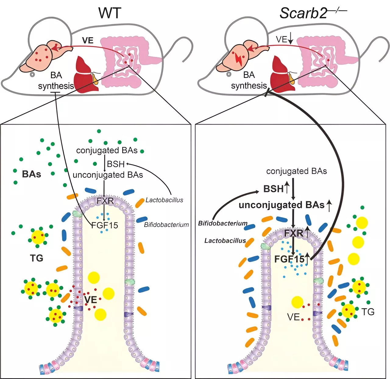 Gut dysbiosis found to impair intestinal renewal and lipid absorption in Scarb2 deficiency-associated neurodegeneration