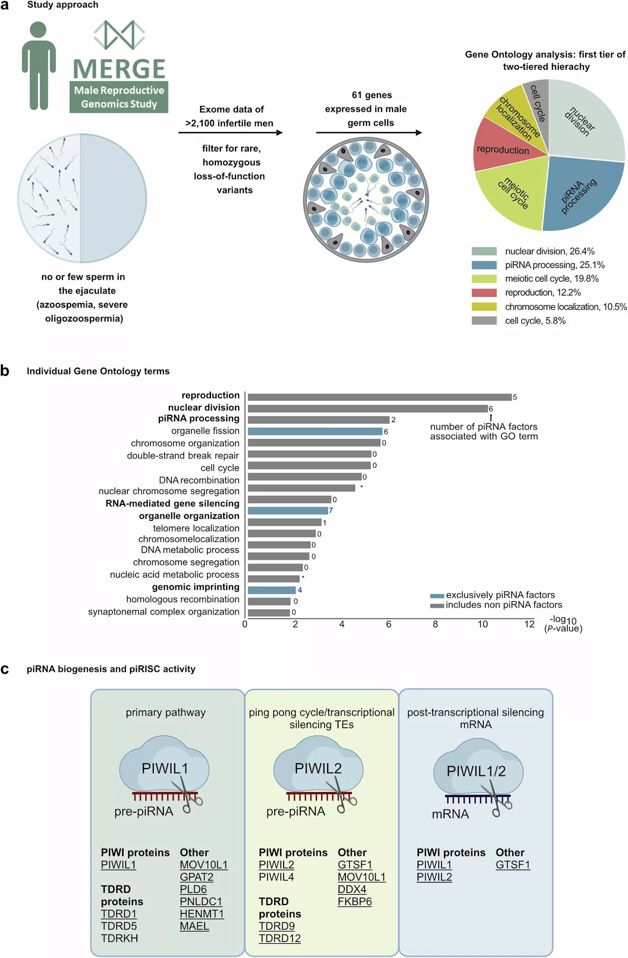 Researchers identify piRNAs as a highly relevant genetic cause of male infertility