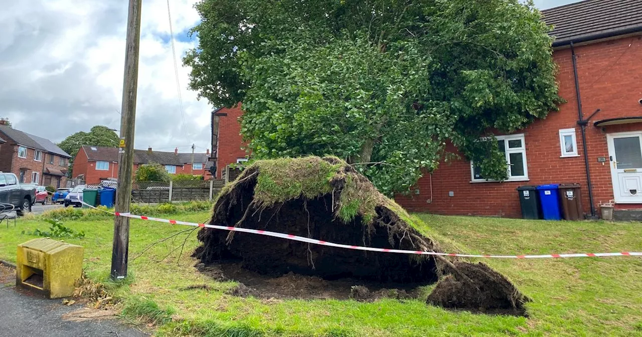 Storm Lilian in pictures: Trees fall with roads blocked amid fierce winds