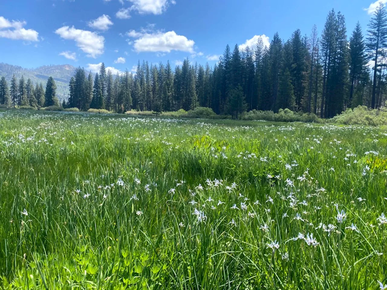 Yosemite National Park: Crews restore damaged landscape back to conditions not seen in 150 years