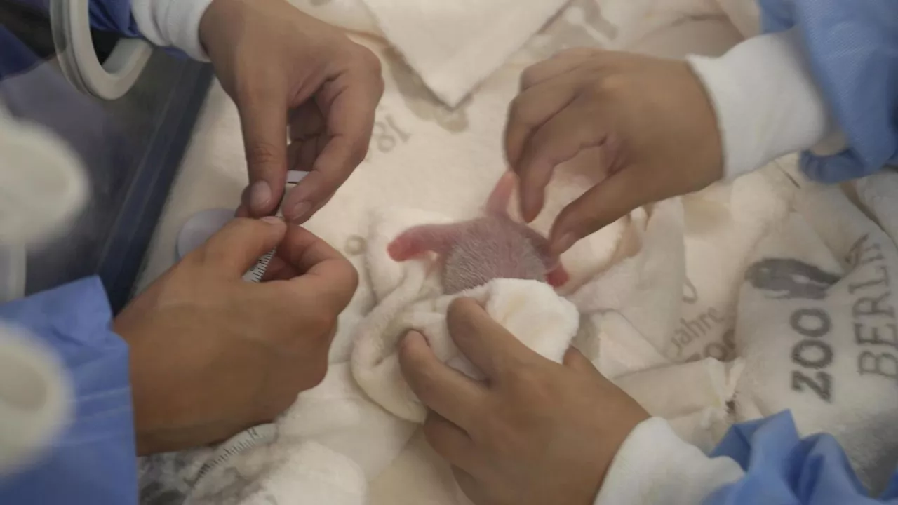 Die Panda-Babys sind da – die süßen Fotos