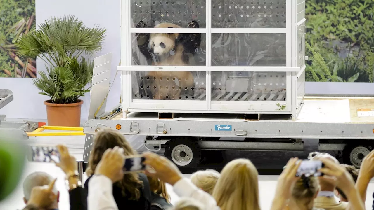Wie die Pandas 2017 in Berlin begrüßt wurden