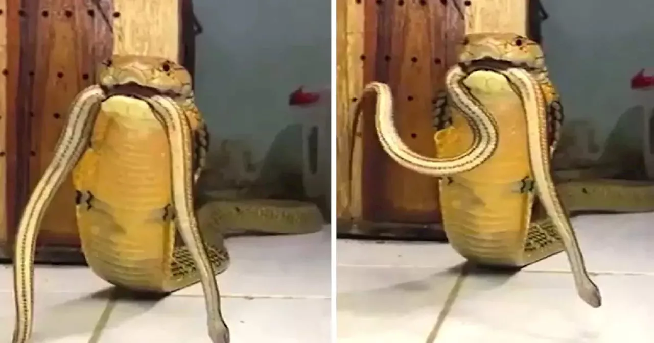 Snake Video: इसलिए किंग है कोबरा सांप! कैमरे में रिकॉर्ड हुआ इसका सबसे भयावह रूप, वीडियो हो रहा वायरल