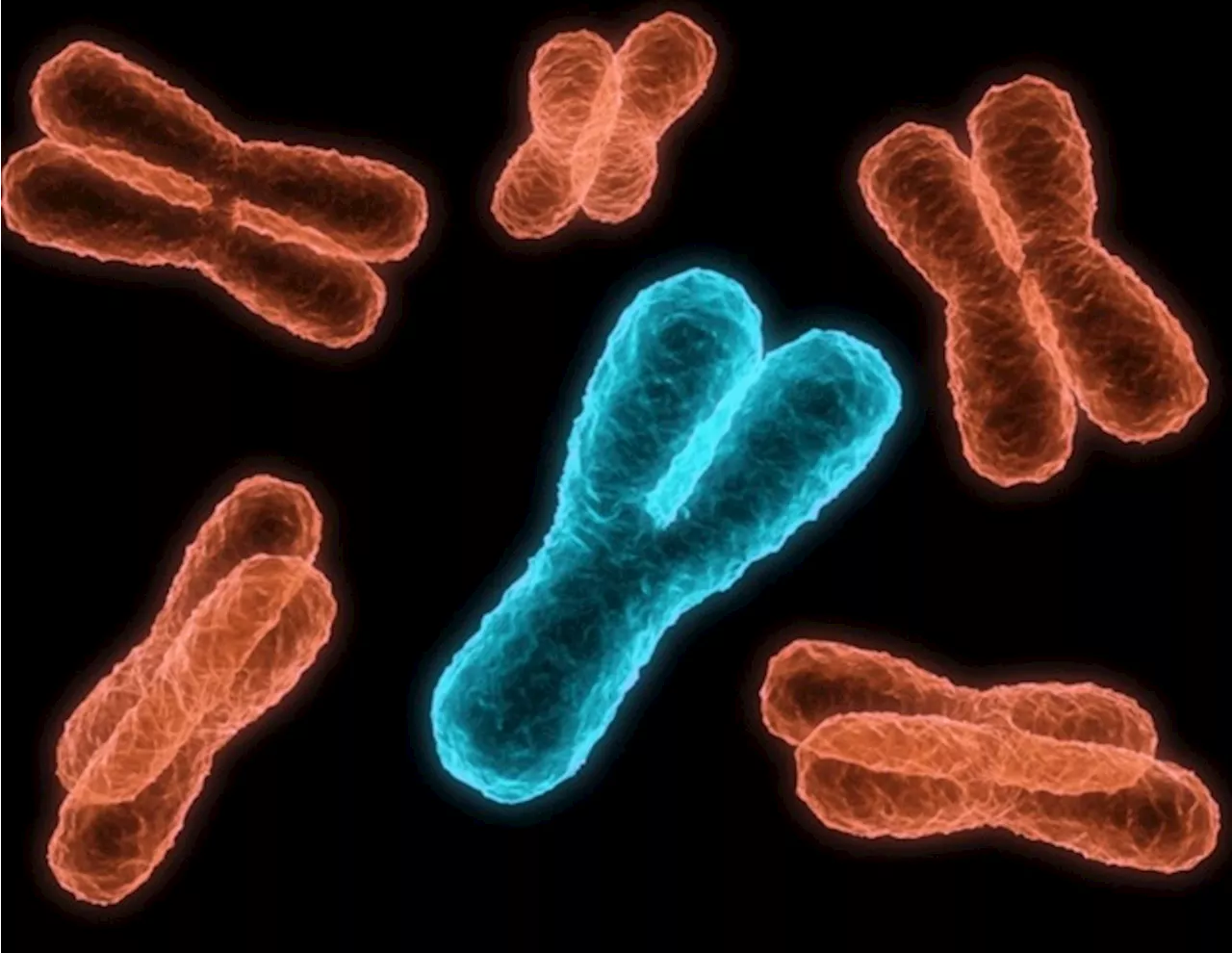 Temperature changes influence meiotic crossovers and chromosome organization in yeast