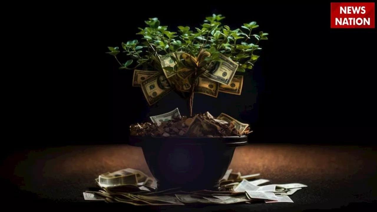 Money Attracting Plant: धन को चुंबक की तरह खींचता है ये पौधा, घर में लगाते ही होने लगती है आर्थिक तरक्की