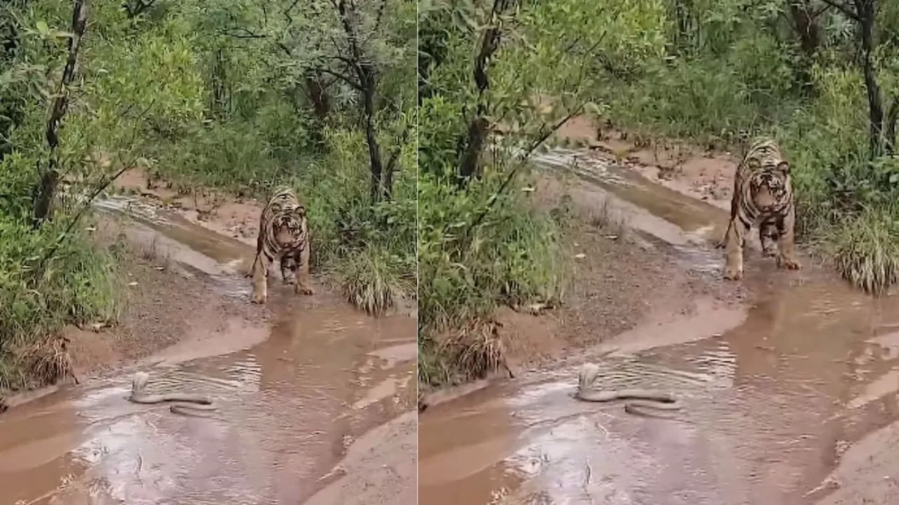 Viral Wildlife Video : कोबरा के सामने बाघ की निकल गई सारी दादागिरी, नहीं होगा आपको भी विश्वास!