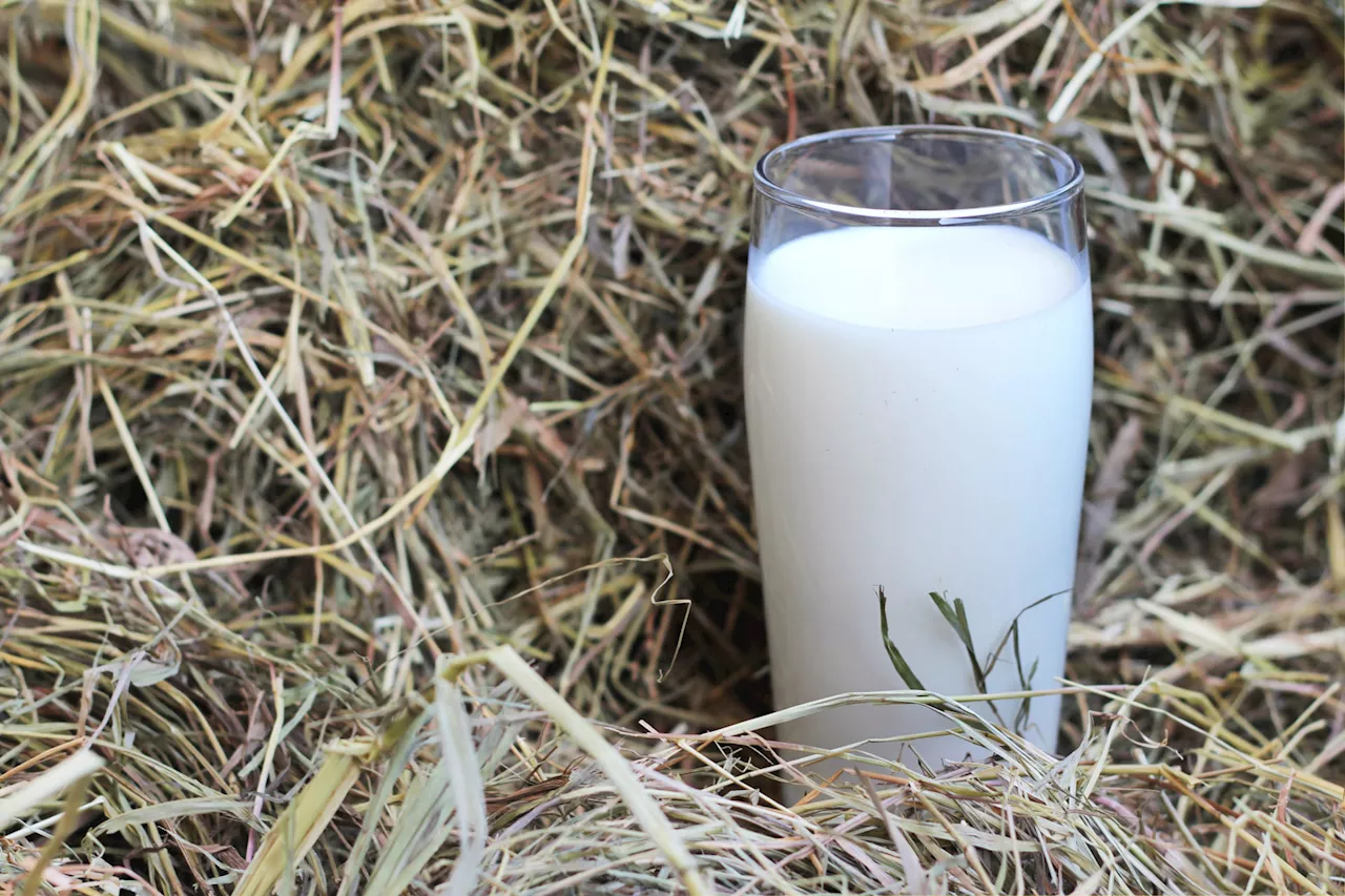 Drinking raw milk: The new frontier or udder-ly ridiculous?