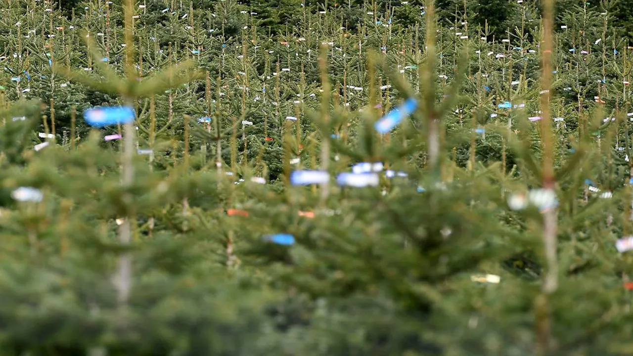 Niedersachsen & Bremen: Weniger Weihnachtsbäume in Niedersachsen