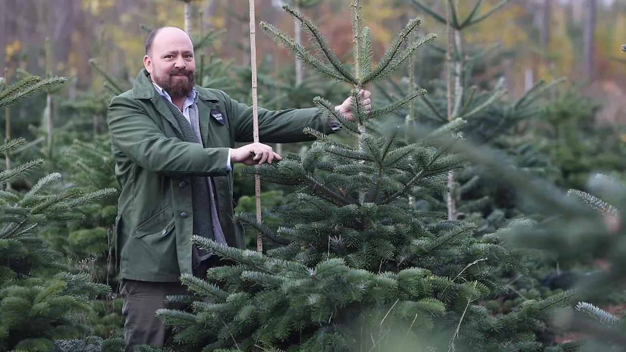 Sachsen-Anhalt: Weihnachtsbaumpreise in Sachsen-Anhalt bleiben stabil