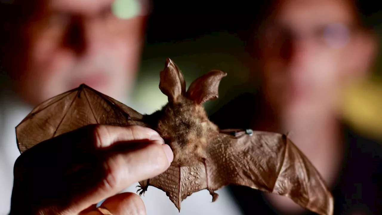 Thüringen: Günstiger Sommer für Fledermäuse - 'Batnight' am Wochenende