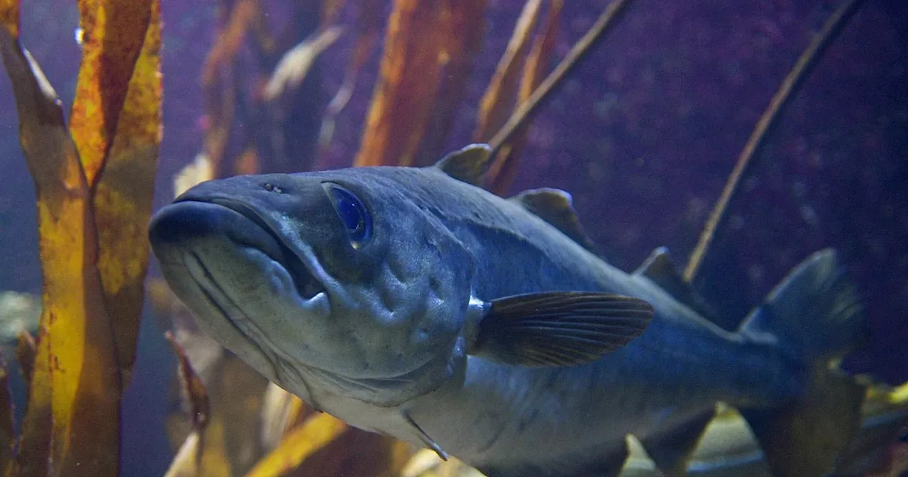 Überschätzte Bestände: Fische noch bedrohter als angenommen