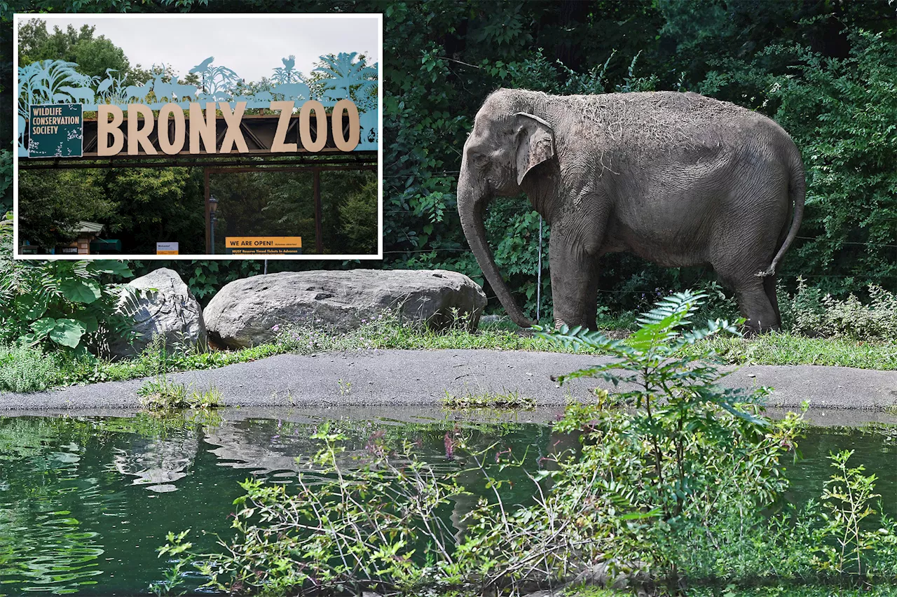 Activists say 'clearly something is wrong' as Happy the Elephant is still 'missing' from Bronx Zoo