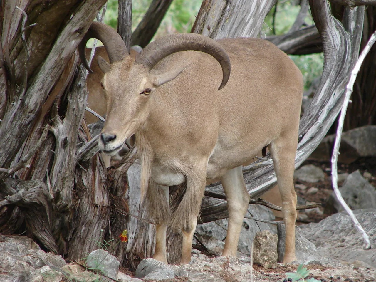 Aoudad and bighorn sheep share respiratory pathogens, research team discovers