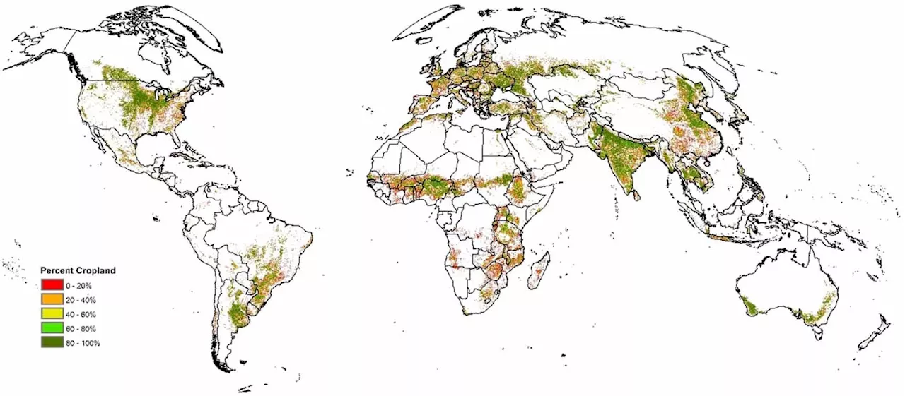 Improving the accuracy of global cropland mapping