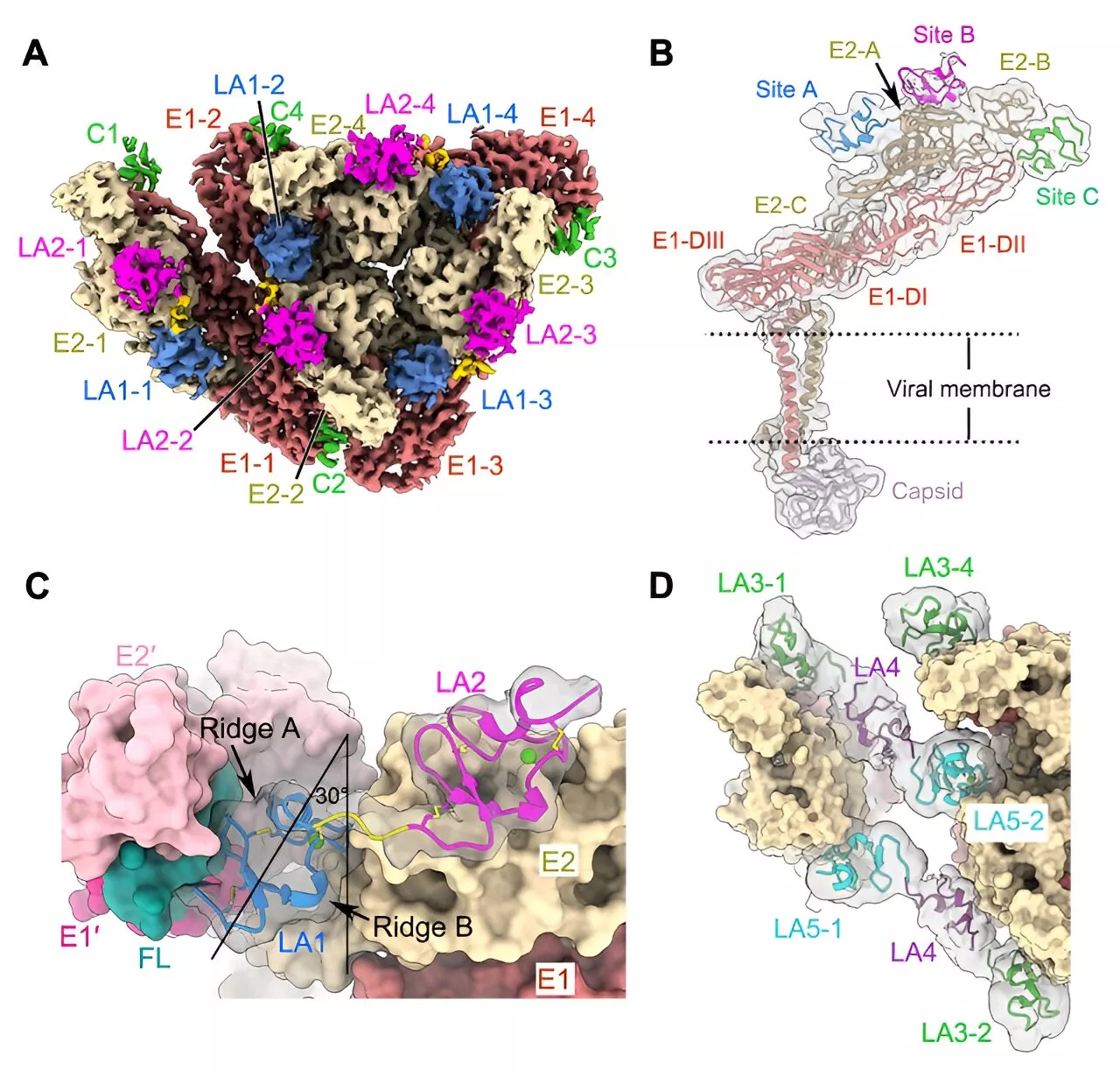 Scientists discover novel receptor recognition mechanism for alphavirus