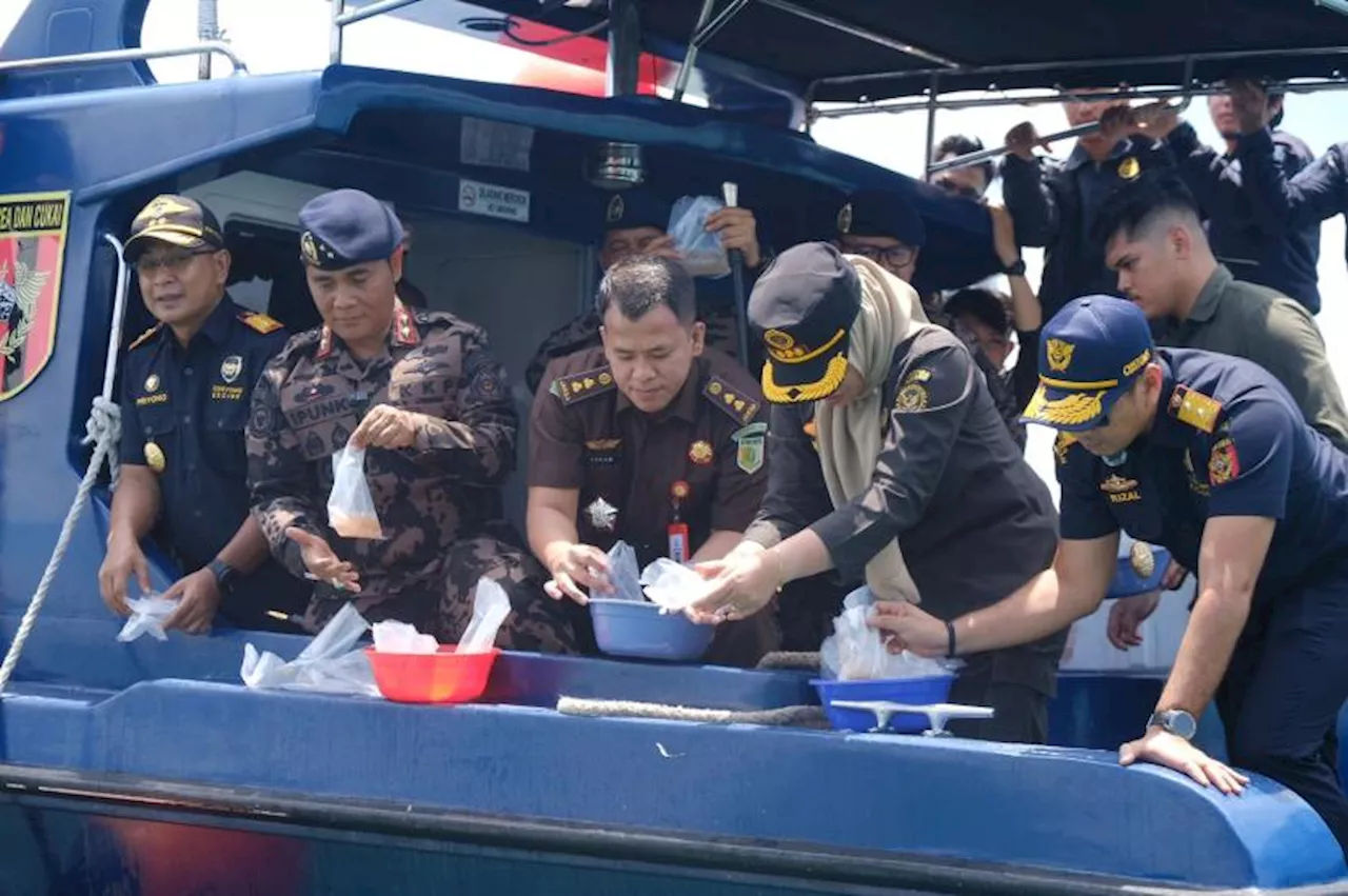 Bea Cukai Batam Gagalkan Upaya Penyelundupan 795.500 Ekor Benih Lobster