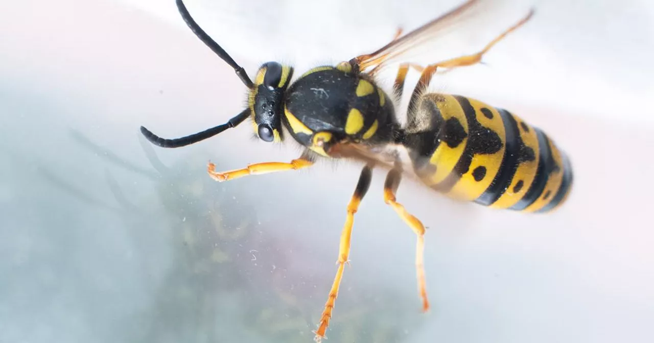 Allergie gegen Wespen- und Bienestiche: Allergologen warnen vor Folgen