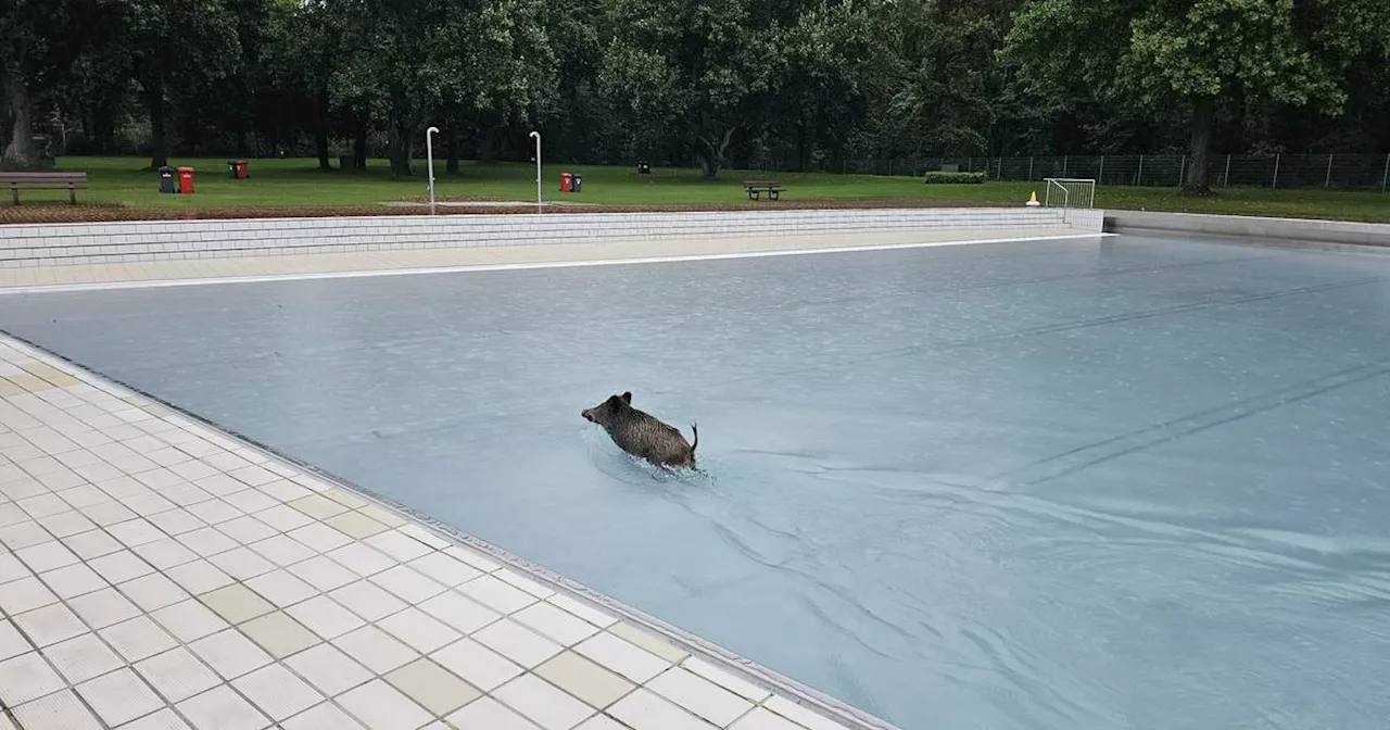 Wildschwein badet in Rheinland-Pfalz nachts im Pool