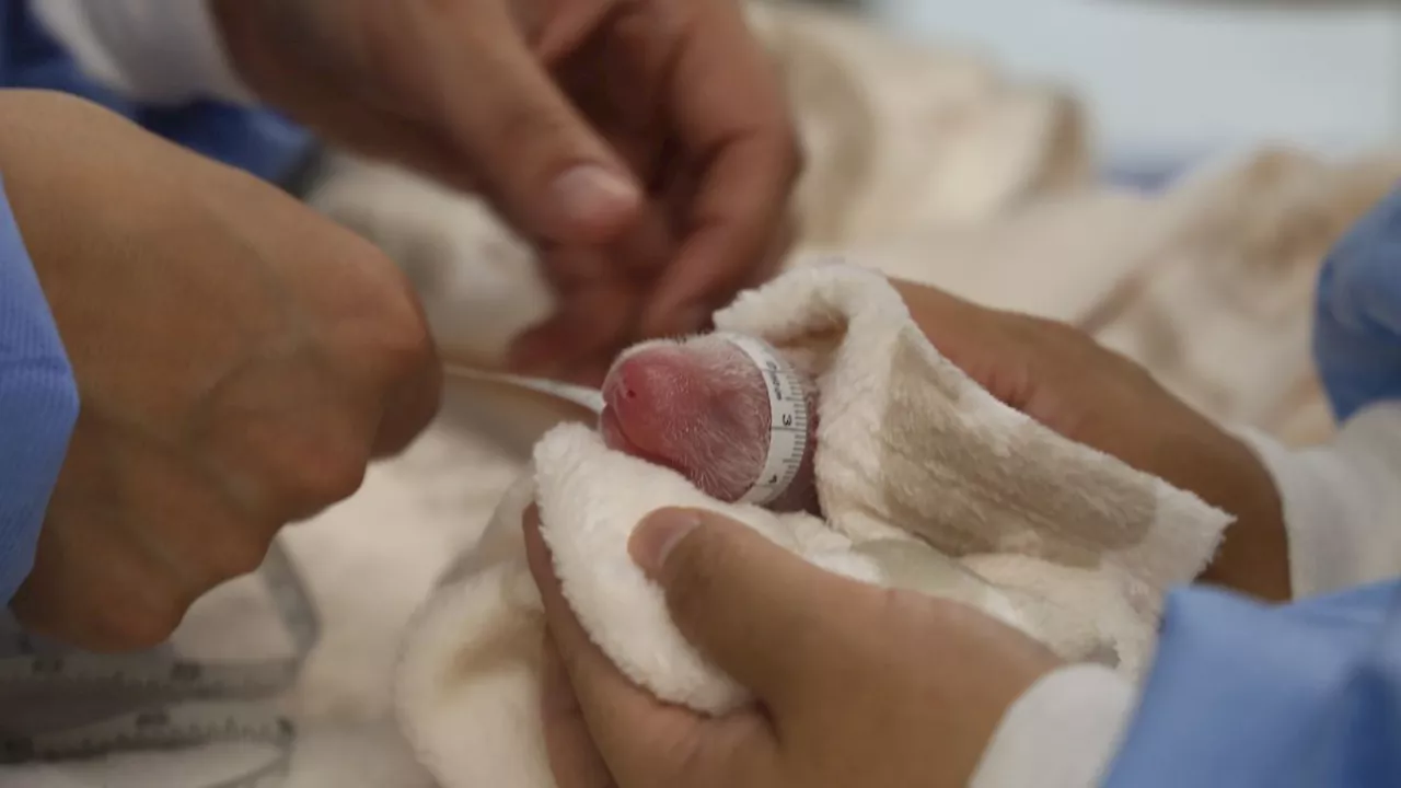 Panda-Babys im Zoo Berlin geboren: So geht es den Zwillingen aktuell