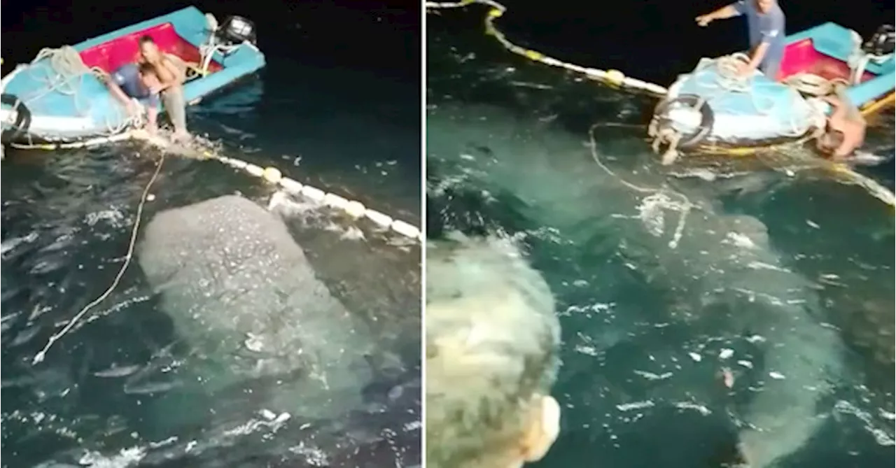 [VIDEO] Terengganu Fishermen Free Whale Shark That Got Trapped In A Net