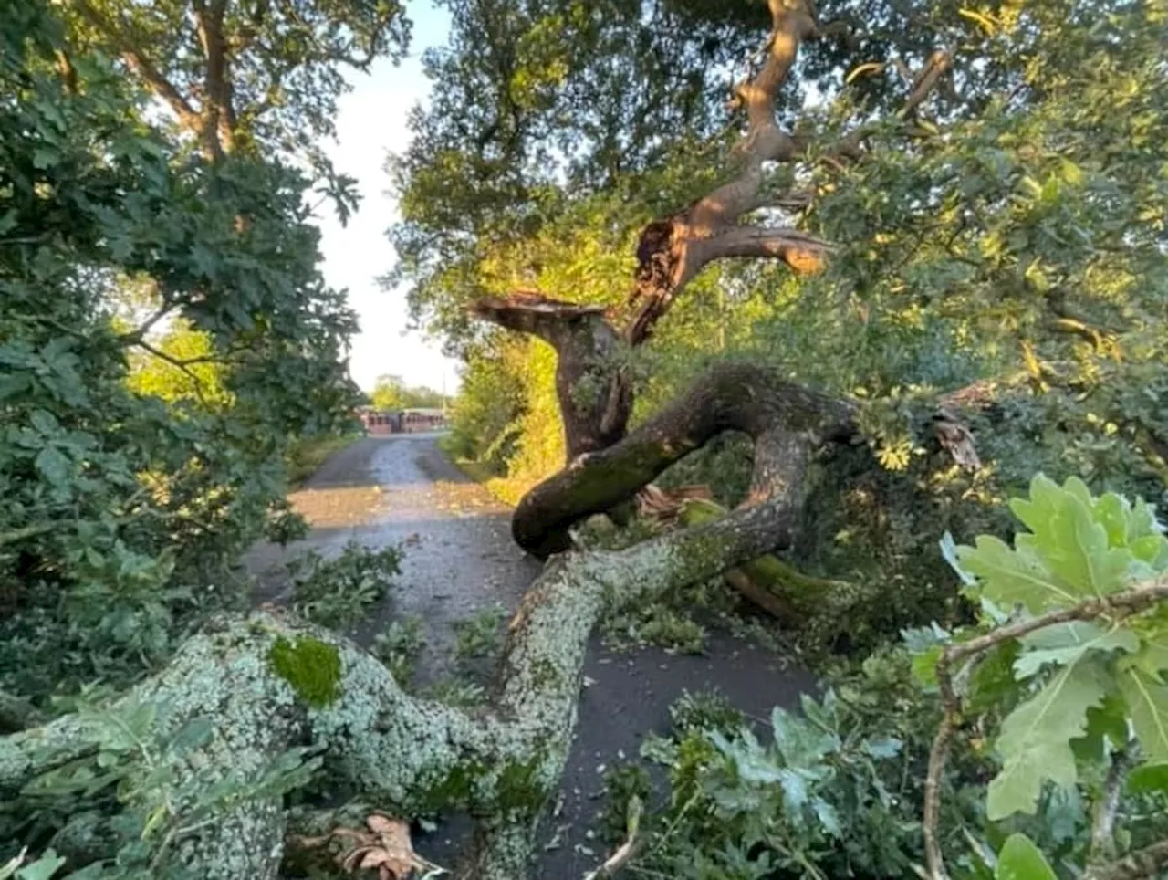 High winds bring down 200-year-old tree and hit power lines across Shropshire