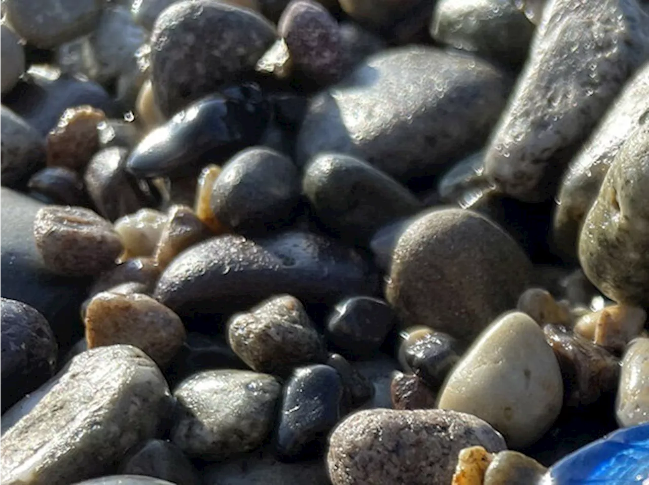 これ、見つけても絶対に触らないで！ 海岸で見かける“危険生物”の宝石のような見た目に「青色がとても綺麗」「子供に注意しておかないと」（2024年8月23日）｜BIGLOBEニュース