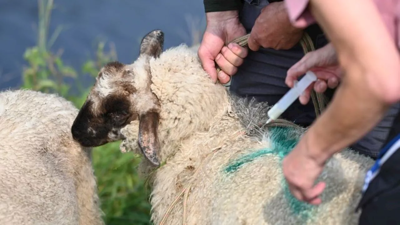 Kampf gegen Virus: Tausende Tiere gegen Blauzungenkrankheit geimpft