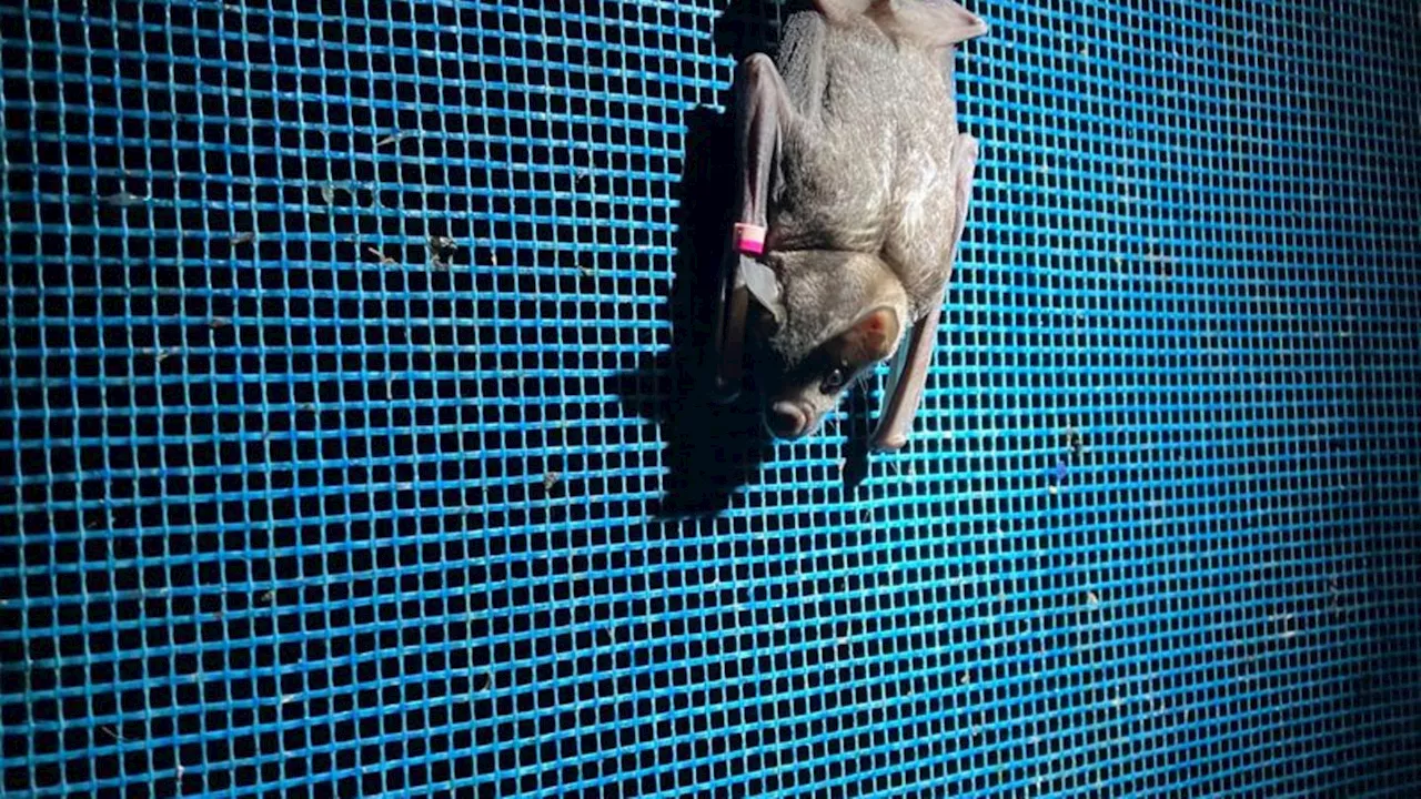 Tiere: Fledermausnacht in Berlin lädt zu Entdeckungstouren ein