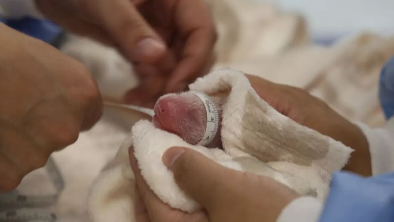 Tiere: 'Sie sind da' - Panda-Babys im Berliner Zoo