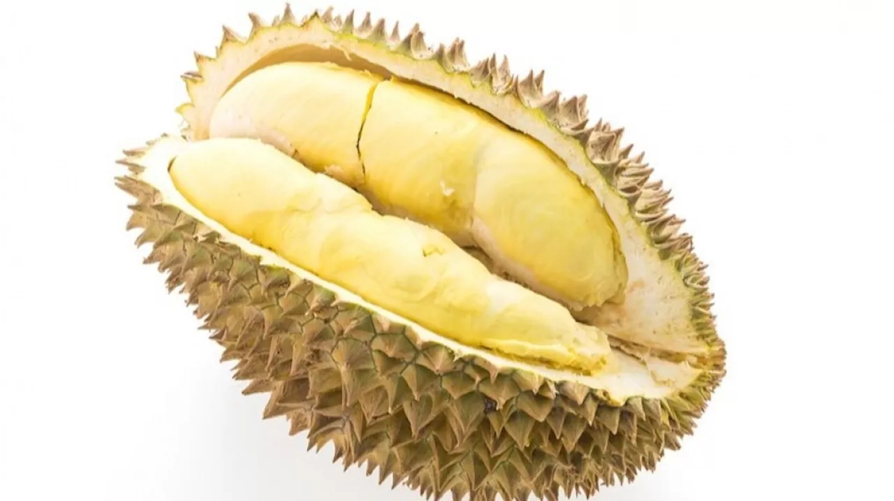 Diklaim Singapura Sebagai Buah Nasional, Ternyata Ini Asal Usul Buah Durian