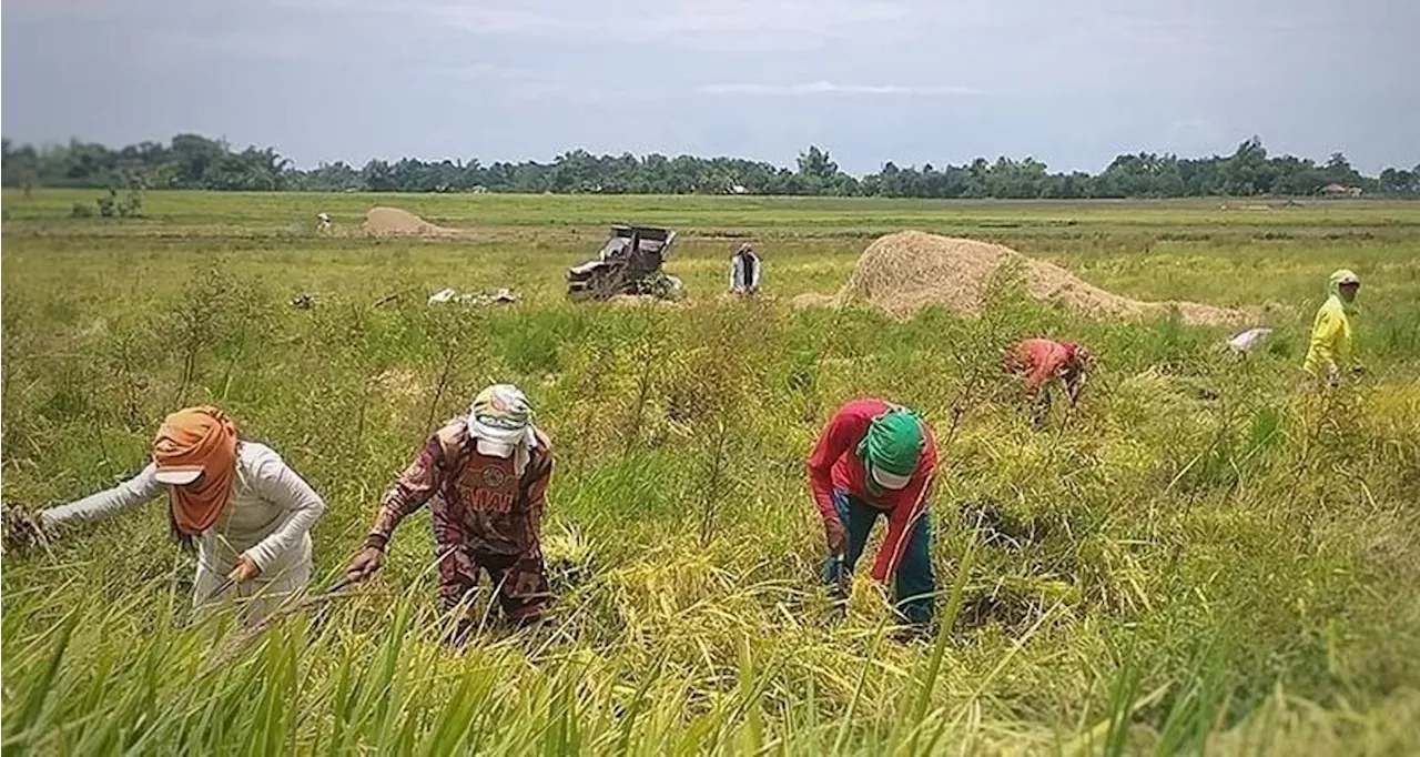 DA-Davao gives P27M to wet season-hit farmers