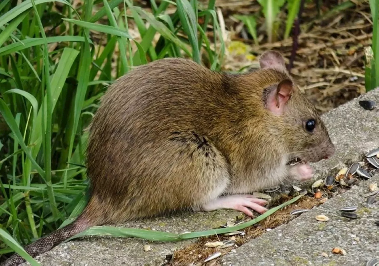 Man dies of suspected leptospirosis