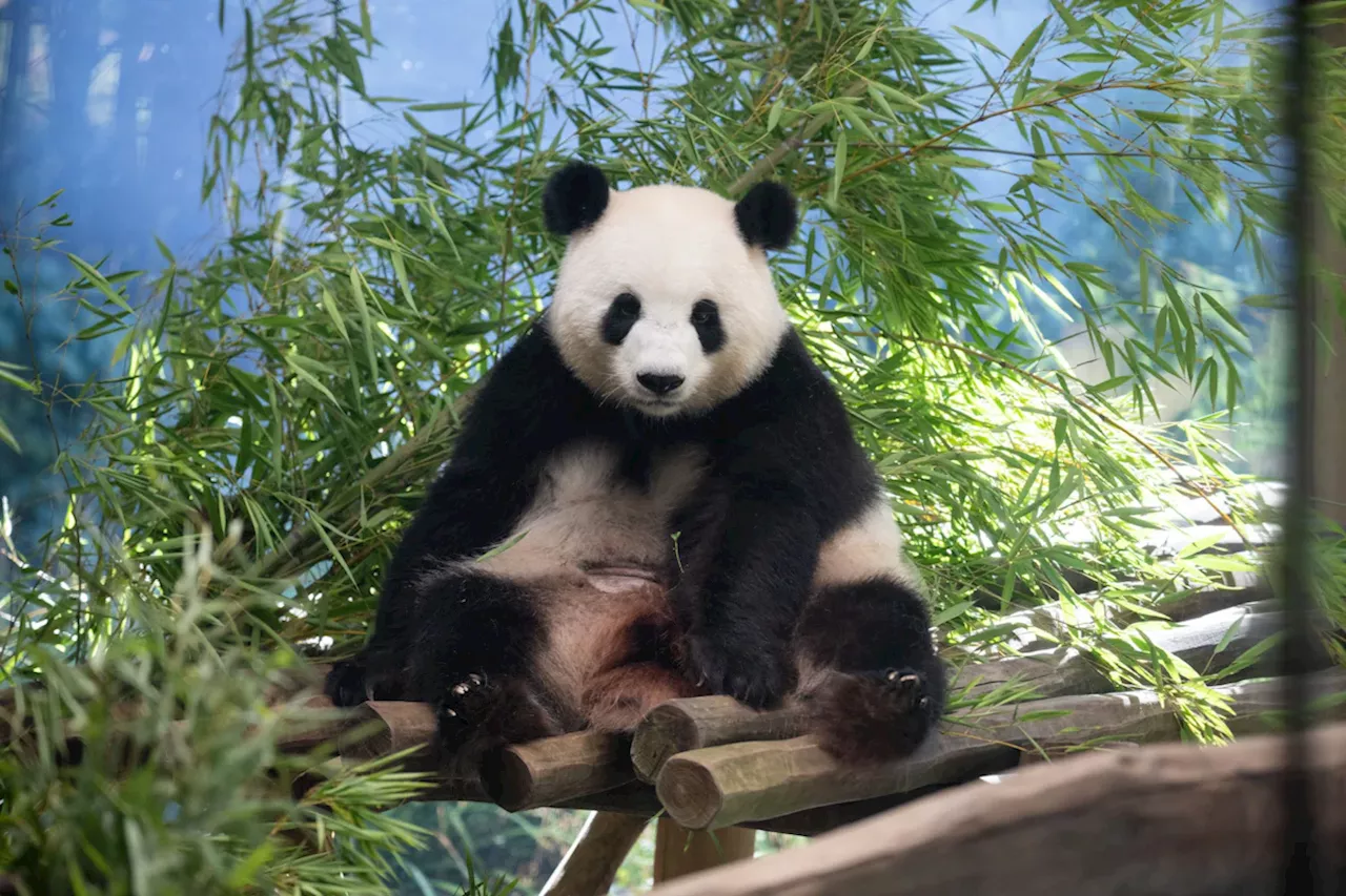 Panda-Babys im Berliner Zoo geboren