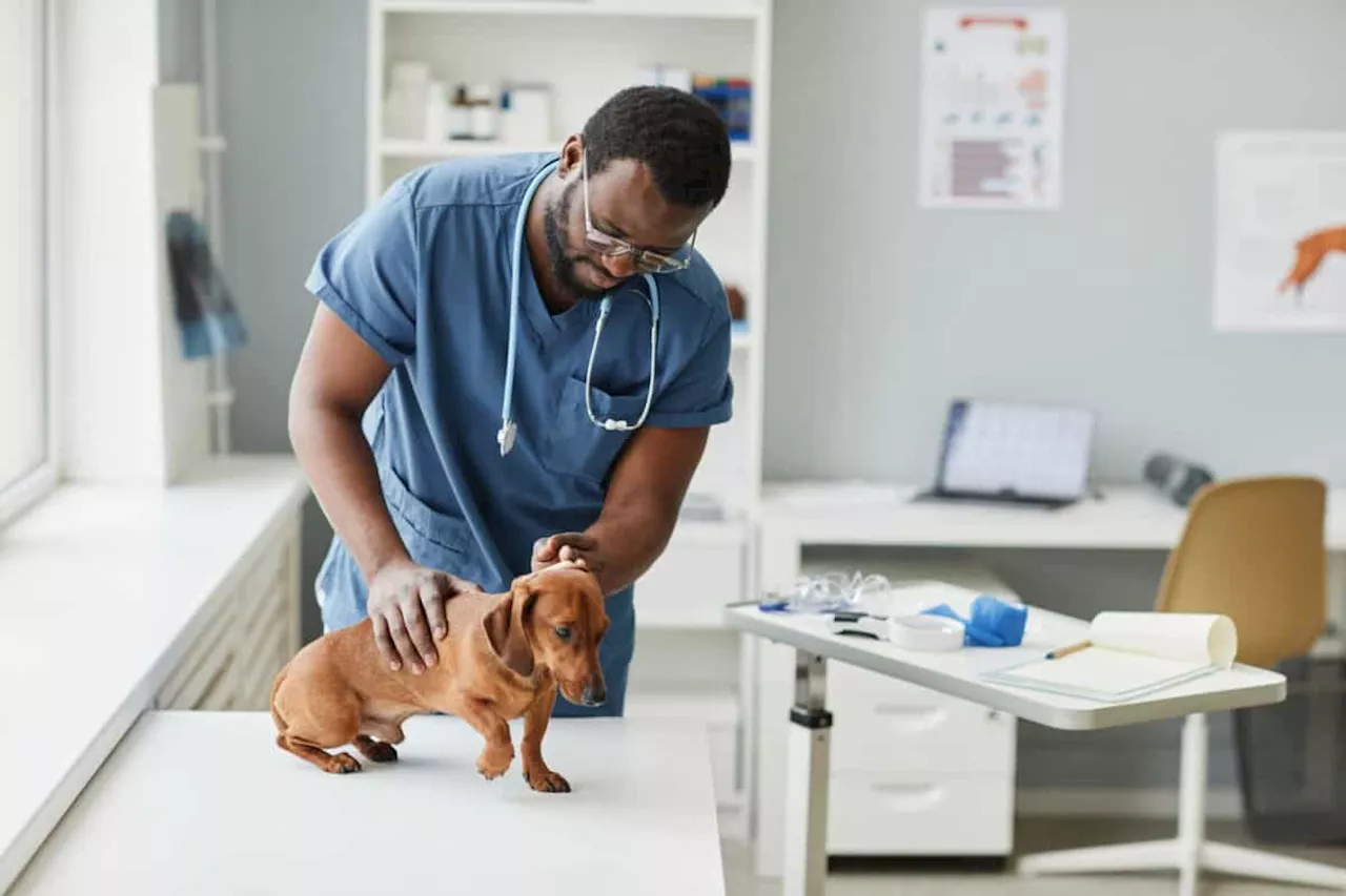 Why money won’t solve SA’s veterinary brain drain