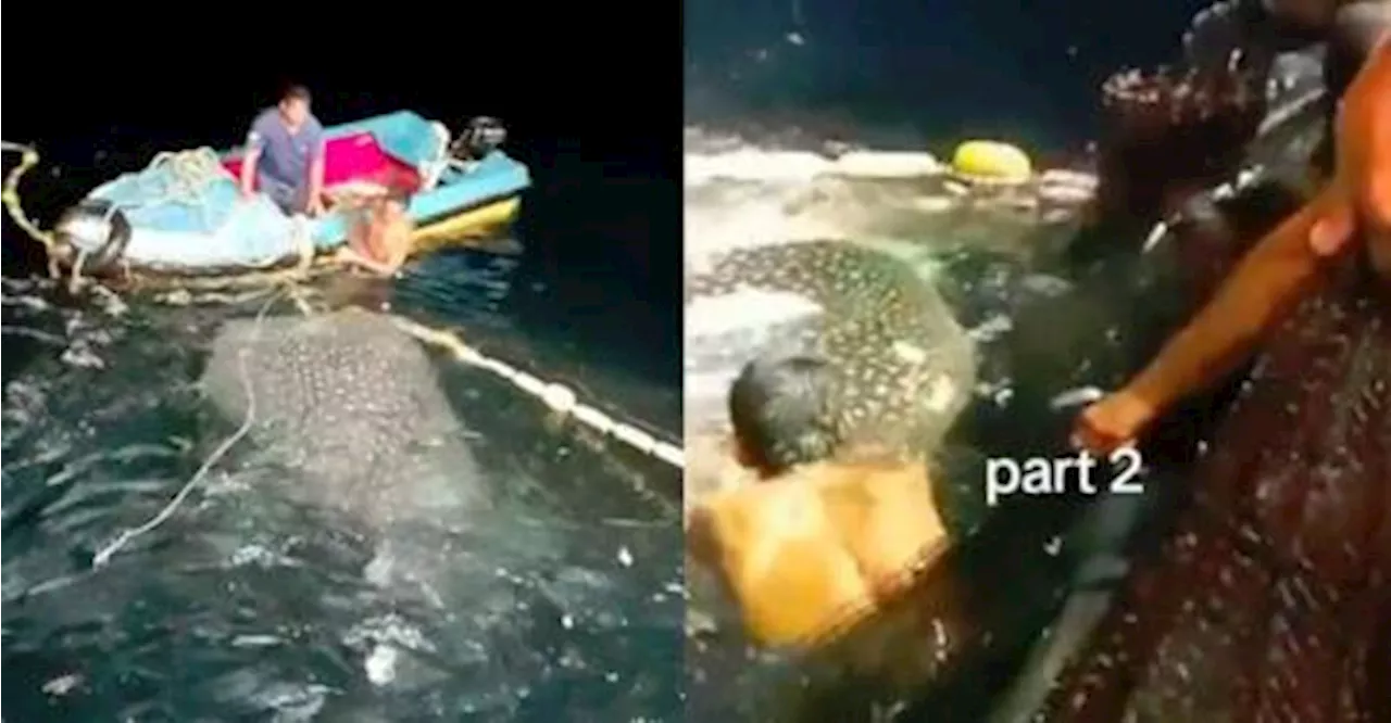 Fishermen risk their lives to free whale shark caught in net